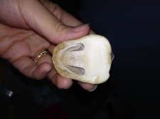 i've never seen a mushroom so happy!