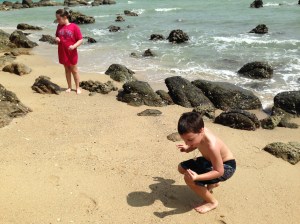 finding shells and crabs